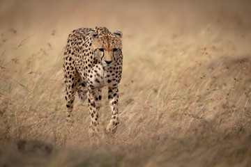 Cheetah walks through long grass looking down