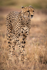 Cheetah walks through long grass lifting paw