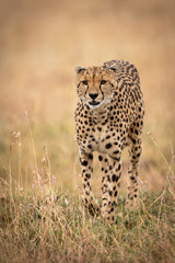 Fototapeta na wymiar Cheetah walks through long grass towards camera