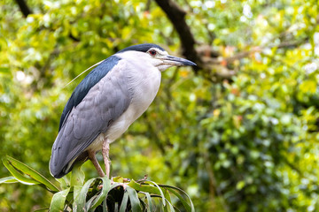 Night heron in Kuala Lumpur park