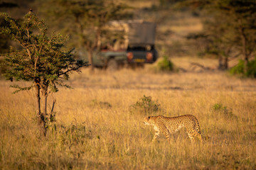 Naklejka na ściany i meble Cheetah walks through savannah looking at truck