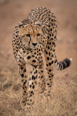 Cheetah walks towards camera in dry grass