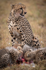 Fototapeta na wymiar Cheetah watching as cubs feed on kill