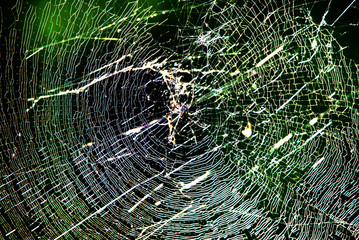 Spider web in a grove.