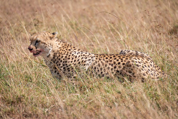 Cheetah with bloody mouth lies in grass