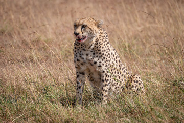 Cheetah with bloody mouth sits in grass