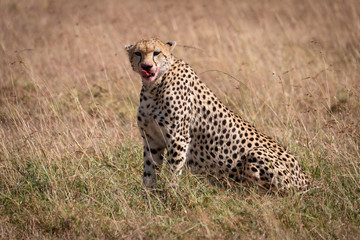 Cheetah with bloody mouth sits licking lips