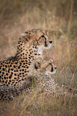 Close-up of cheetah and cub lying together