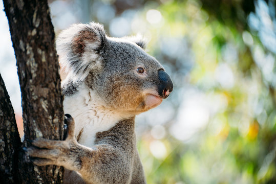 koala climbing tree in forest