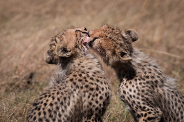 Close-up of cheetah cub licking its sibling