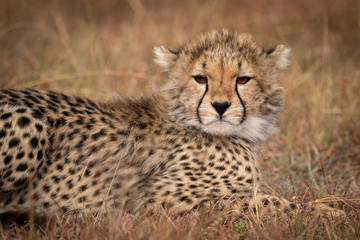 Obraz na płótnie Canvas Close-up of cheetah cub lying in grass