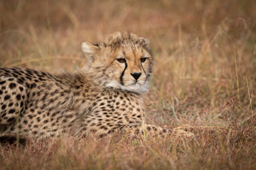Close-up of cheetah cub lying on grass
