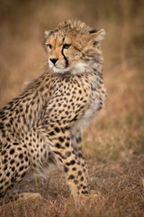 Fototapeta na wymiar Close-up of cheetah cub sitting in grassland