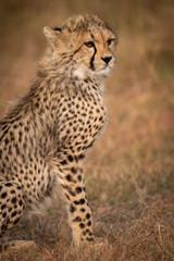 Close-up of cheetah cub sitting on grass