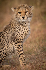 Close-up of cheetah cub sitting on savannah