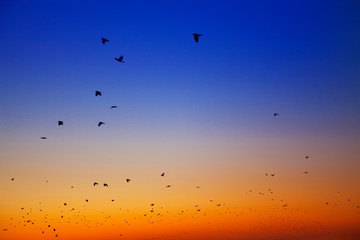 flock of crows flying on the evening sky 