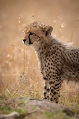 Close-up of cheetah cub standing behind rock