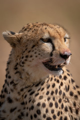 Close-up of cheetah head stained with blood