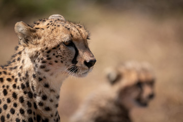 Close-up of cheetah head beside blurred cub