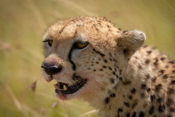 Close-up of cheetah head with blood-stained mouth