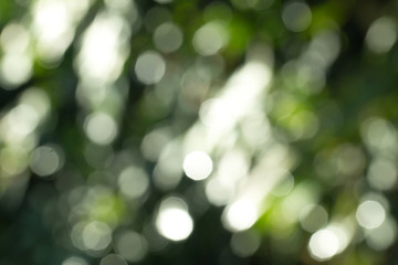 Obraz premium Natural green gradient light and blurred effect image design for presentation background