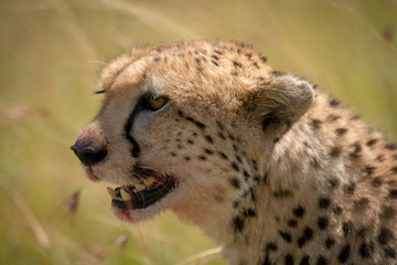 Close-up of cheetah head with bloodied mouth