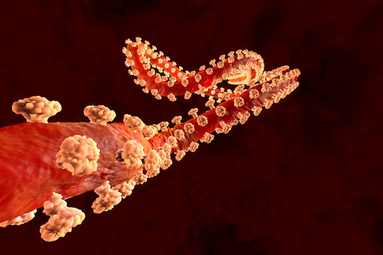 D rendered illustration of an Ebola virus