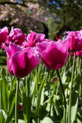 A close-up of two beautiful bright pink tulips at Keukenhof
