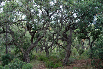 Grove of cork trees.Cork Oak.