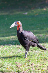 PRAGUE, CZECH REPUBLIC - OCTOBER 10, 2018: Rare species of crow in the Prague Zoo