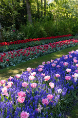 Tulip flowerbeds