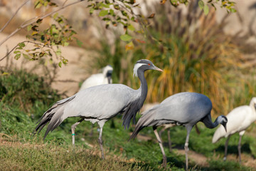 PRAGUE, CZECH REPUBLIC - OCTOBER 10, 2018: Blue Crane Stanley (heavenly belladonna)  in the Prague Zoo.