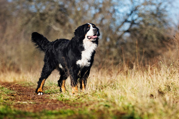 Bernese Mountain dog outdoors