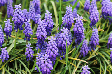 Obraz premium blue flowers