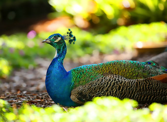Obraz premium Profile of a colorful peacock sitting in a tropical garden in Florida.