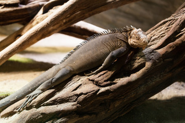 PRAGUE, CZECH REPUBLIC - OCTOBER 10, 2018: Iguana Spintail in the Prague Zoo.
