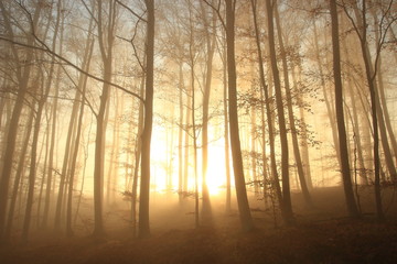 Foggy scene in forest, sunlight breaking through the between trees