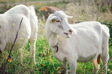White milk goat with horns grazing in a meadow.