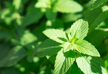 Fototapeta na wymiar Closeup fresh mint with sun light, herb and medical concept, selective focus