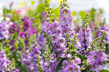 Fototapeta premium 薄紫色の花
