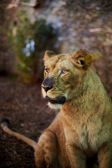 León (Panthera Leo) hembra sobre fondo natural