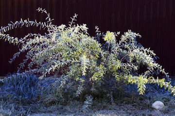 Cultivar Hakuro Nishiki (dappled willow) of salix integra covered in hoarfrost ice crystals on dark background