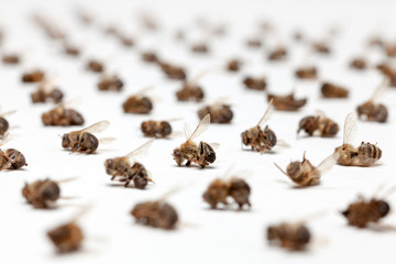 Apiculture - disparition des abeilles