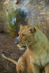 León (Panthera Leo) hembra sobre fondo natural