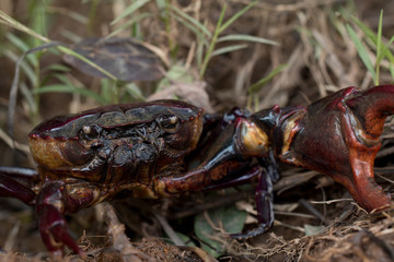 Close up of A big Ricefield crab in natural field