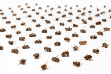 Apiculture - extinction des abeilles