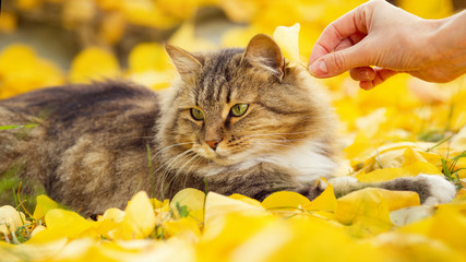 portrait of a fluffy cat lying on the fallen yellow foliage , girl hand put leaf on animal head, pet walking on nature in the autumn
