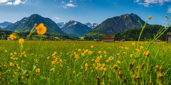 Germany, Bavaria, Allgaeu, Allgaeu Alps, Loretto meadow near Oberstdorf with flowering buttercups