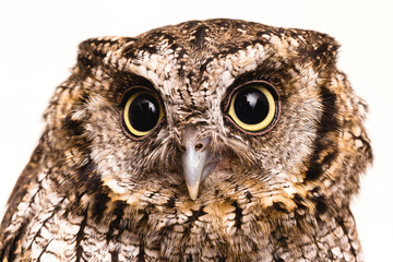 Owl face in high resolution, owl isolated.