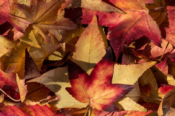 I colori dell'autunno